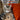 Dean Morris Card LARGE - See This Cat
