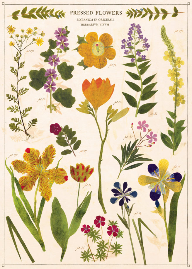 Cavallini Poster/Gift Wrap - Pressed Flowers