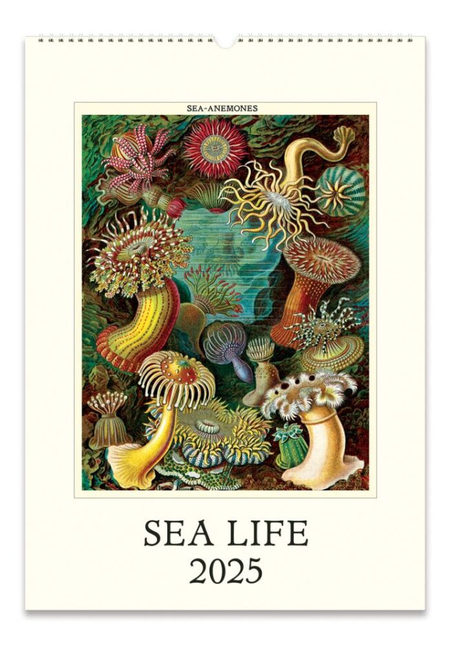 Cavallini 2025 Wall Calendar Sea Life Bobangles