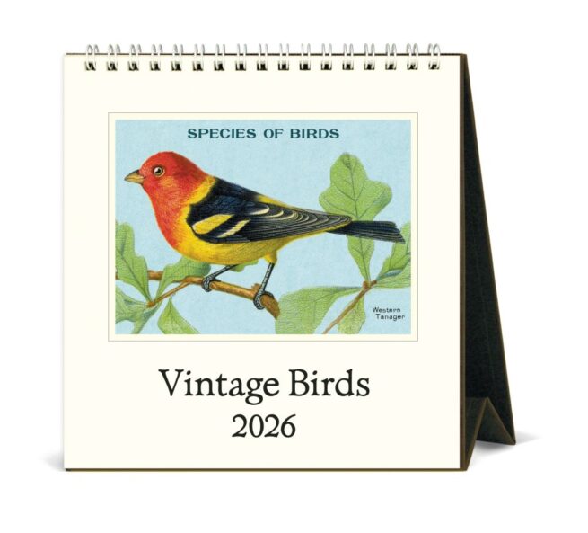 Cavallini 2026 Desk Calendar -  Birds